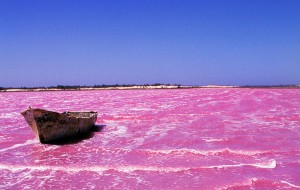 lac-rose