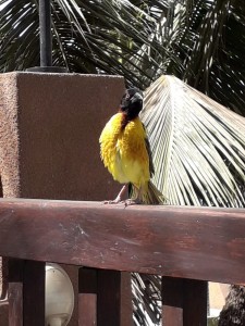 IMG-20180521-WA0001 (2)