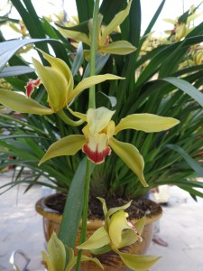 Gros plan sur les orchidées