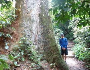 Un très grand et très gros arbre