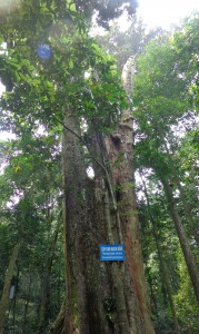 L'arbre de 1000 ans