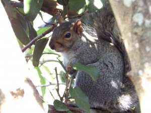 It's a squirrel. ( C'est un écureuil)