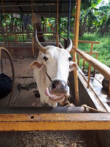 une petite vache gourmande