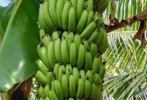 bananes ronde
