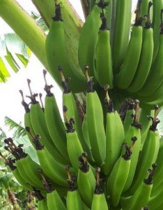 bananes_angle